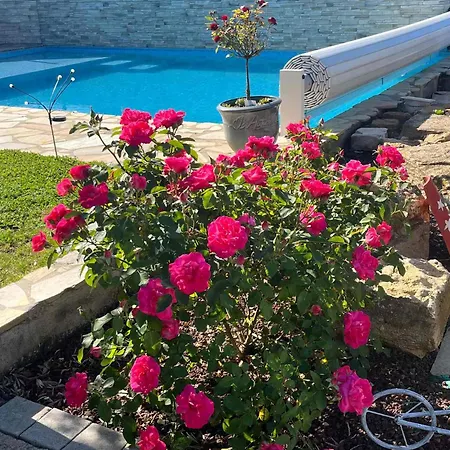 Les Violettes Dans La Loire *